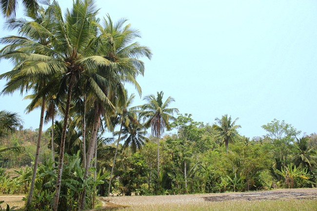 Liburan Penuh Warna di Pantai Sawarna
