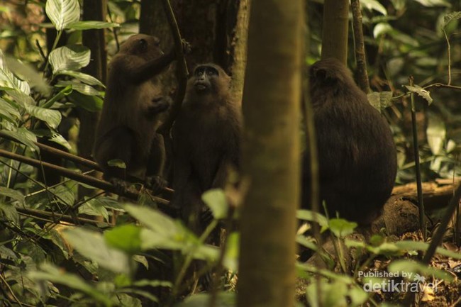 Lihat Lebih Dekat, Si Kera Hitam dari Sulawesi Selatan