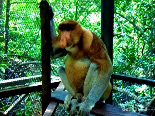 Lucunya Si Hidung Panjang Bekantan di Tarakan
