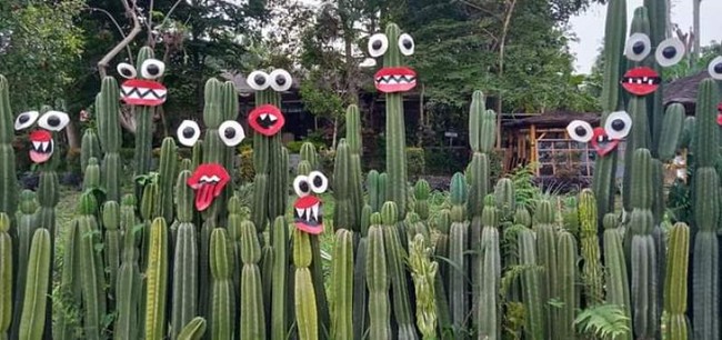 Lucunya Tanaman Kaktus di Taman Anggrek Kediri