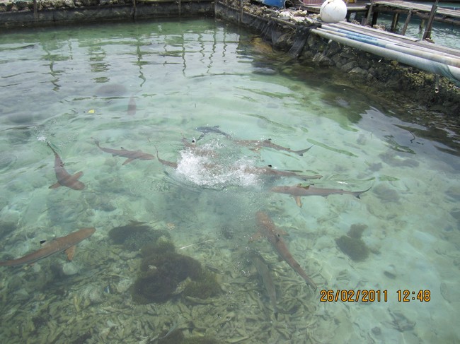 Melepas Bayi Penyu Lucu di Pulau Menjangan, Jepara