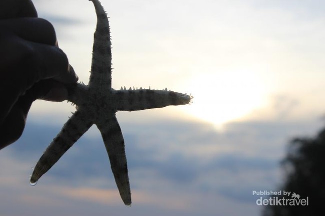 Melihat Bintang Laut di Pulau Pari, Kepulauan Seribu