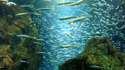 Melihat Gerombolan Ikan Sardin di Akuarium Terbaik Jepang