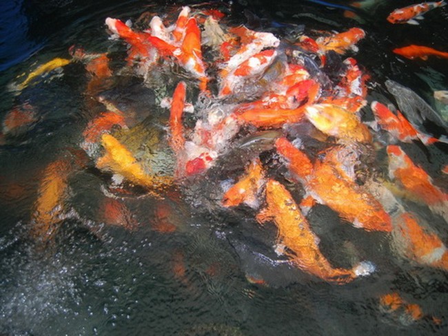 Melihat Ikan Koi Jempolan di Istna Koi