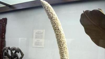 Melihat Koleksi Barang Langka di Museum Bali