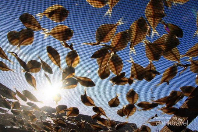 Melihat Proses Pembuatan Ikan Asin di Lhokseumawe