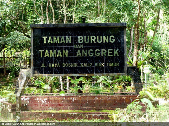 Melongok Teman Bersayap dari Papua