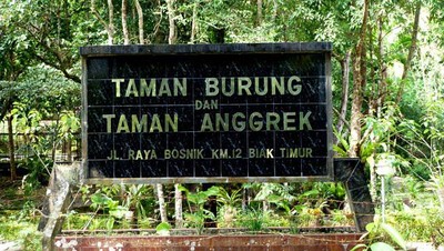 Melongok Teman Bersayap dari Papua