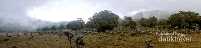 Mencari yang Abadi di Gunung Gede