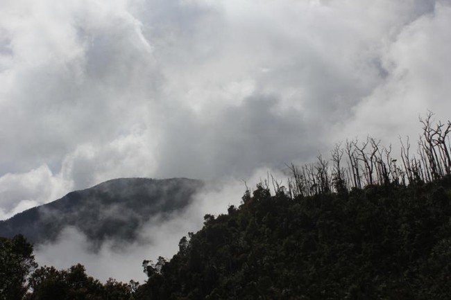 Menelusuri Hutan Mati di Papandayan