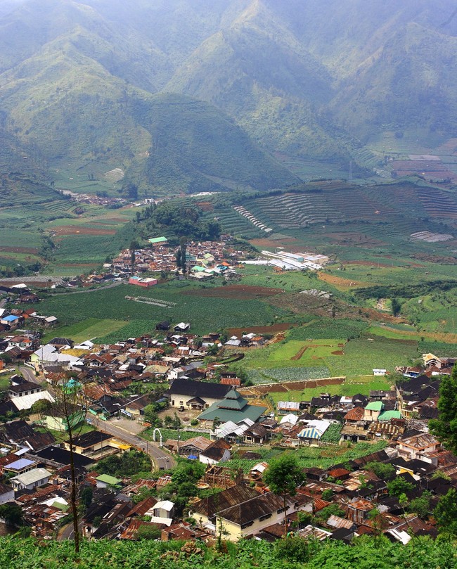 Menembus Awan di Kebun Teh Tambi, Dieng