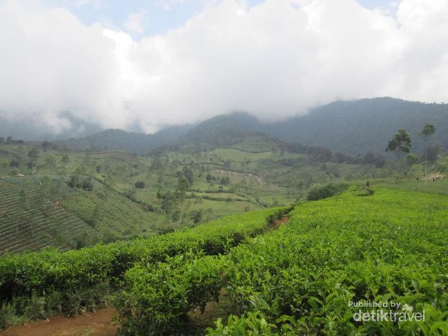 Mengejar Indahnya Mentari Pagi di Gunung Cikuray