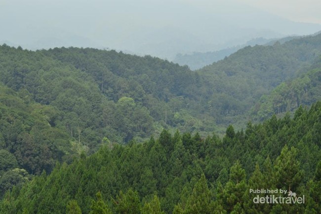 Mengenal Flora & Fauna di Pusat Pendidikan Konservasi Alam Bodogol