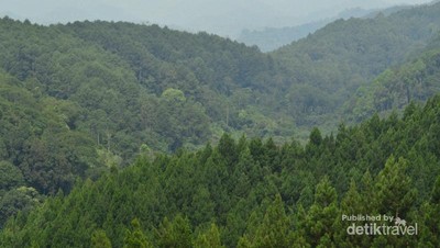 Mengenal Flora & Fauna di Pusat Pendidikan Konservasi Alam Bodogol