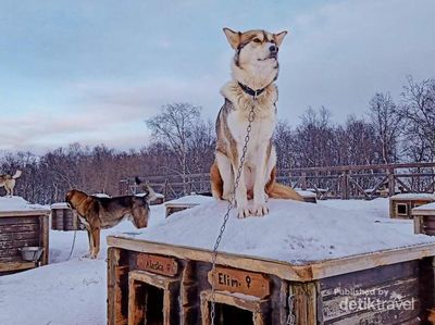Mengenal Kakslauttanen, Resor Musim Dingin Keren Finlandia