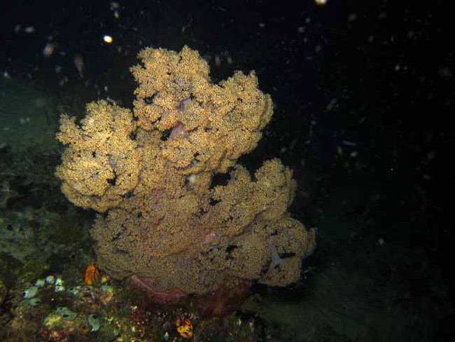 Mengintip Bawah Laut Raja Ampat di Malam Hari