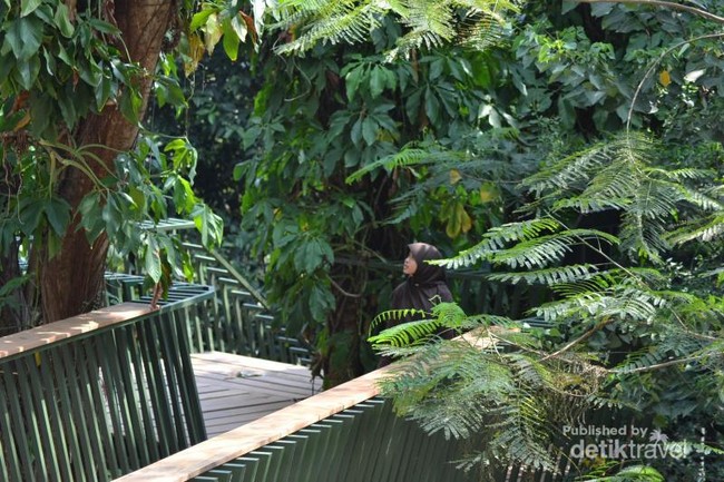 Menikmati Hutan Kota Babakan Siliwangi dari Jembatan