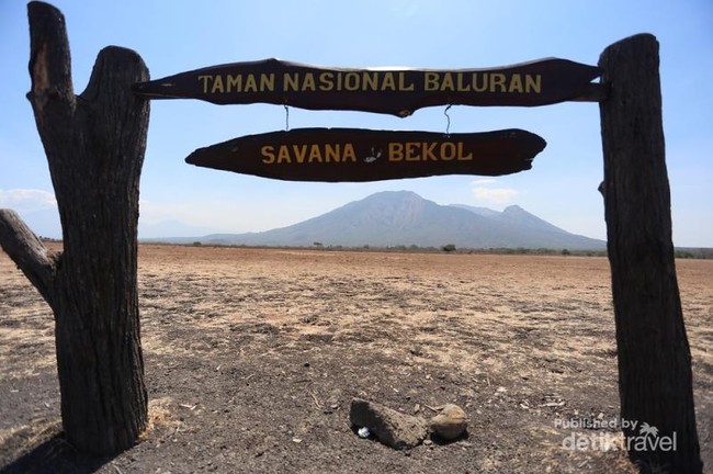Menikmati Sepotong Afrika di Jawa