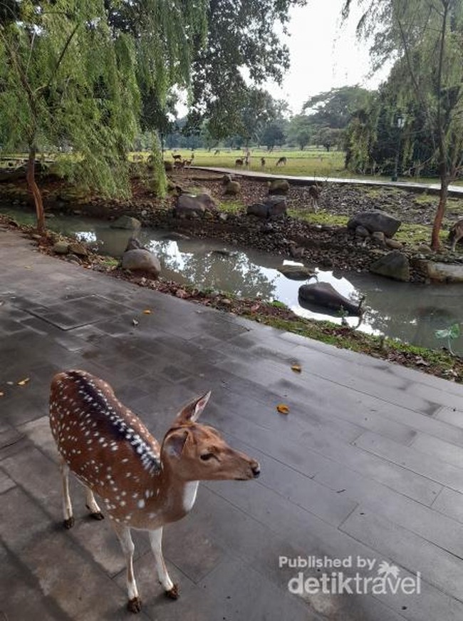 Menyapa Rusa di Istana Presiden Bogor