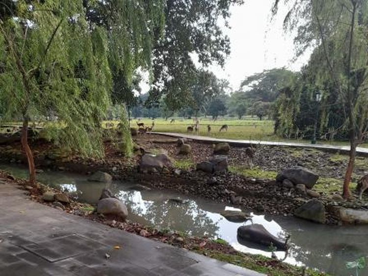 Menyapa Rusa di Istana Presiden Bogor