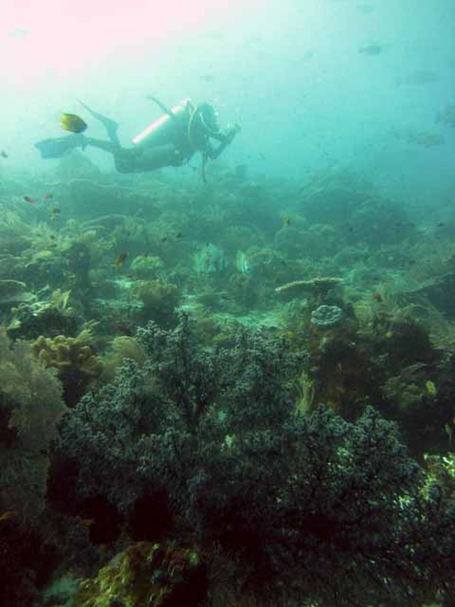 Menyelam di Raja Ampat