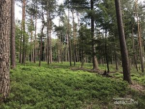 Menyusuri Hutan Kota di Apeldoorn yang Sunyi