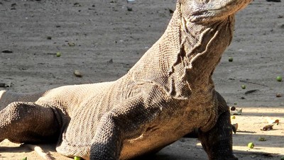 Merekam Ragam Tingkah Si Naga Purba