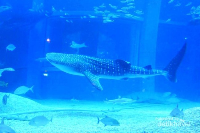 Miniatur Samudera Pasifik di Osaka Aquarium