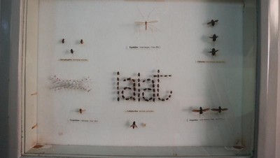 Museum Ini Simpan Beragam Serangga