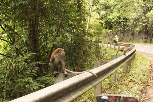 Nongkrong di Warung Bareng Siamang di Aceh Jaya