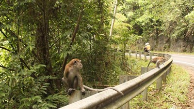 Nongkrong di Warung Bareng Siamang di Aceh Jaya