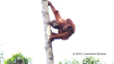 Orangutan Bertingkah di Tanjung Puting