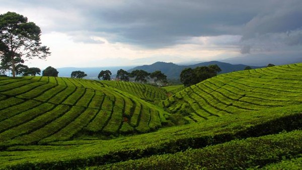 Pagaralam Nan Hijau Dan Sejuk
