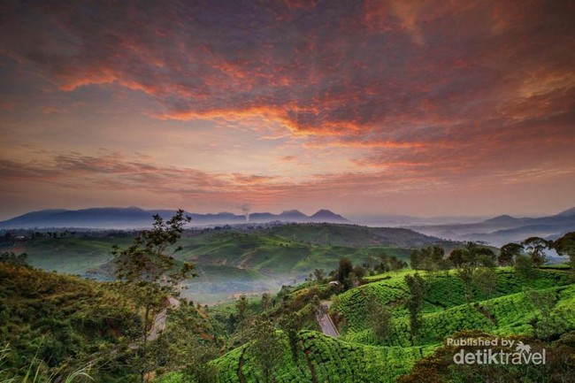Pagi yang Dramatis di Perkebunan Teh Bandung
