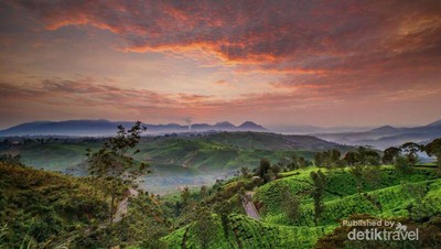 Pagi yang Dramatis di Perkebunan Teh Bandung
