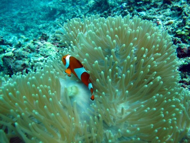 Panorama 18m di Bawah Laut Gili Trawangan