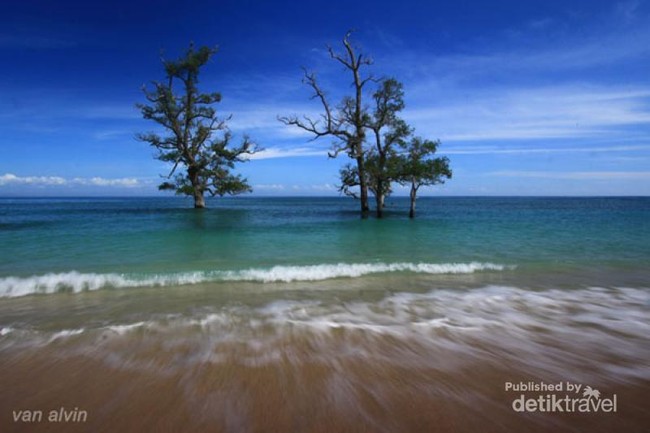 Pantai di Aceh Ini Punya Pohon yang Tumbuh di Laut