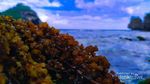 Pantai Krokoh, Terdengar Asing namun Terlihat Asri