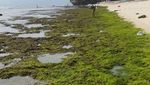 Pantai Krui Lampung, Surganya Penikmat Ombak Kelas Dunia