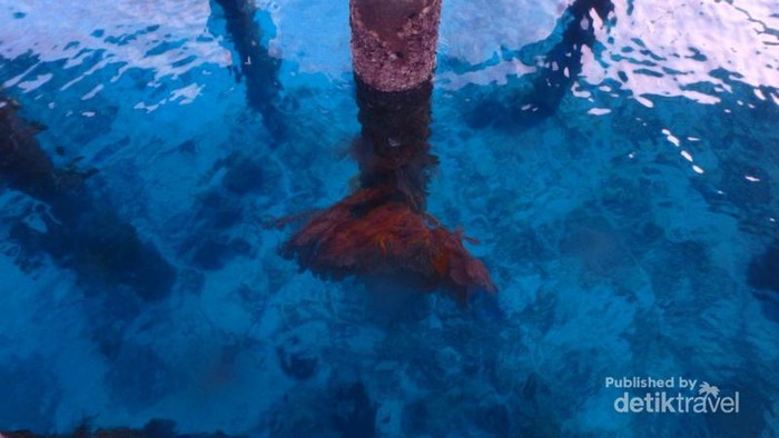 Pemandangan Indah Bawah Laut di Dermaga Matak, Natuna