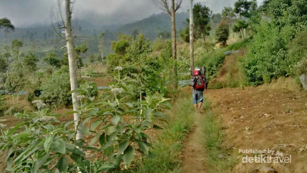 Pemandangan Menakjubkan di Gunung Gede