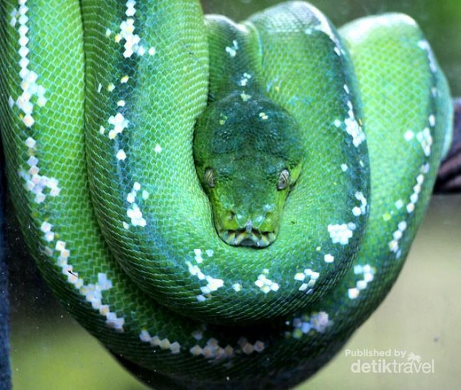 Penampakan Para Monster di Reptile Park Bali