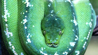 Penampakan Para Monster di Reptile Park Bali