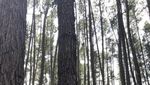 Pengalaman Liburan ke Kerinci saat Pandemi COVID-19