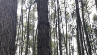 Pohon Pinus Kawasan Danau kerinci