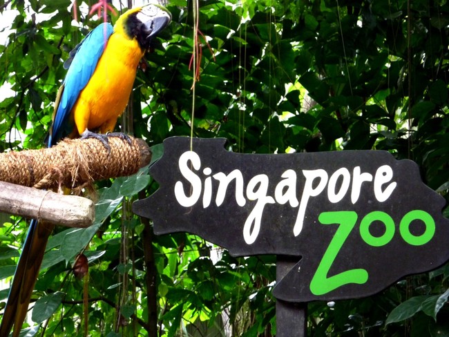 Pengalaman Tak Terlupakan Mengunjungi Singapore Zoo