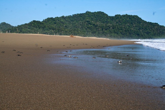 Penyu Hijau Sukamade - Melepas Kepergian Tukik