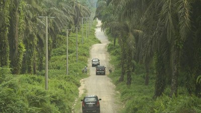 Perkebunan Sawit di Libo, Riau