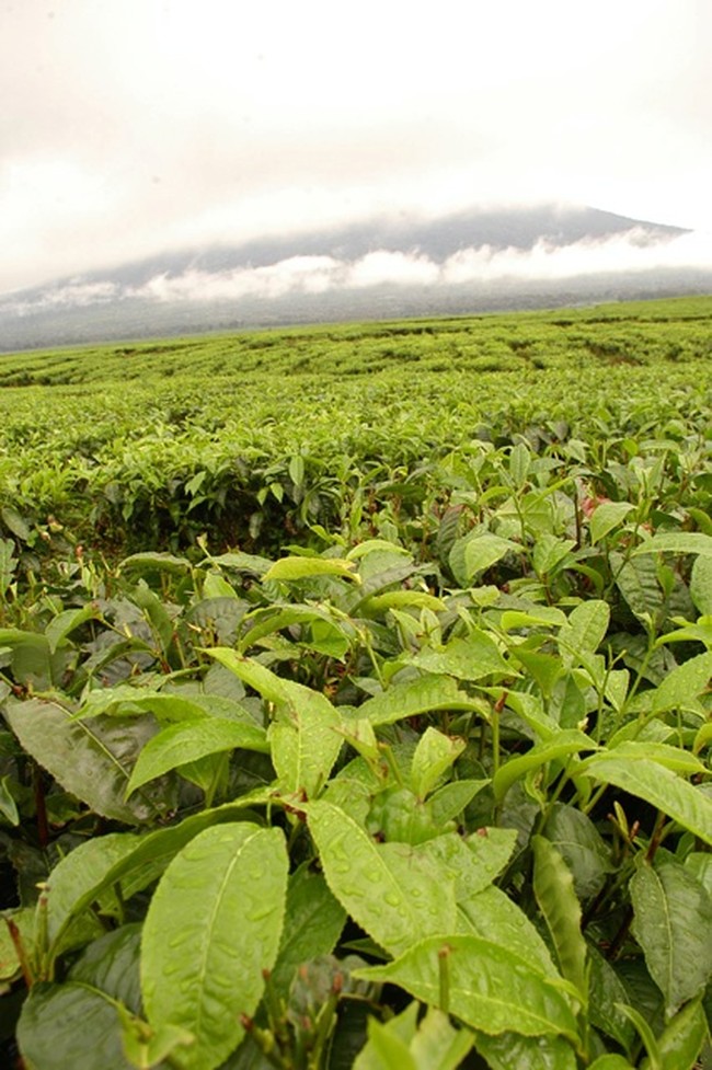 Perkebunan Teh Kayu Aro Taman Nasional Kerinci Seblat