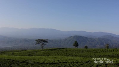 Permadani Hijau di Kaki Gunung Dempo, Sumsel
